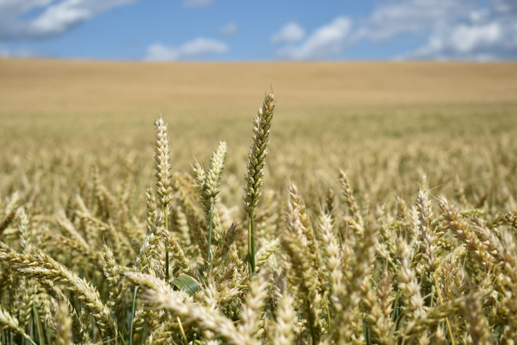 Starker Agrarsektor: Die Ukraine ist einer der größten Weizenproduzenten der Welt. Foto: Pixabay